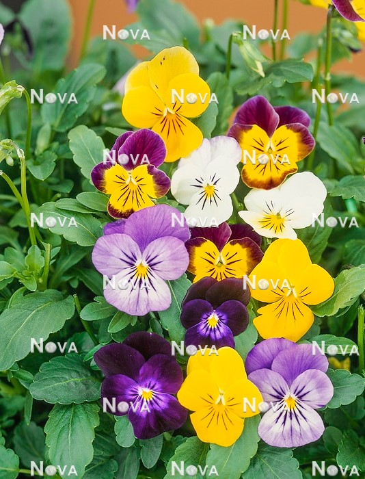 N1527057 Viola cornuta
