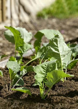 turnip cabbage
