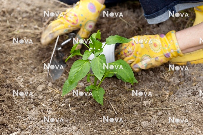 N2103048 Planting of Capsicum annuum