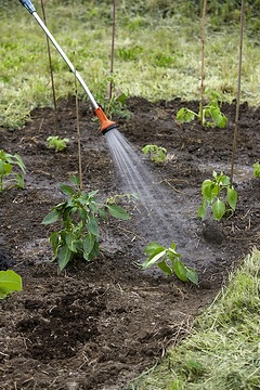 Gartenschlauch, Gemüseanbau, Gemüsegarten, Pflanzanleitung, pour, watering «Tätigkeiten»