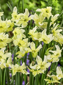 Narcissus Split-Corona