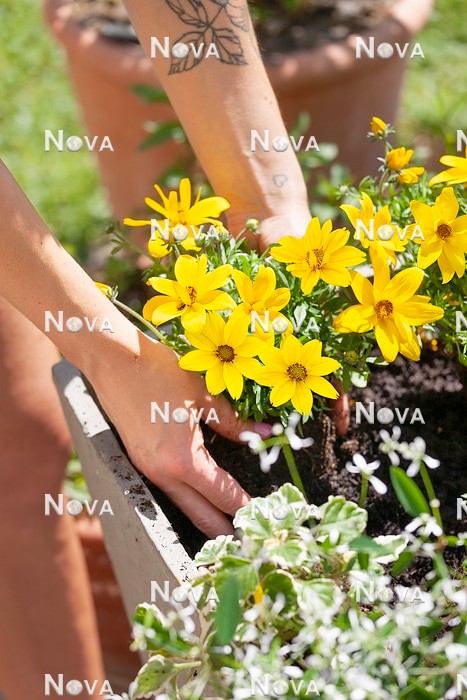 N2103183 Planting of a container with annuals