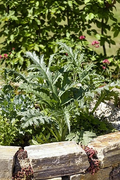Brassica oleracea, Centranthus ruber, Cynara cardunculus Scolymus Grp., Naturstein, Origanum vulgare subsp. vulgare