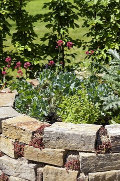 Brassica oleracea, Centranthus ruber, Cynara cardunculus Scolymus Grp., Naturstein, Origanum vulgare subsp. vulgare