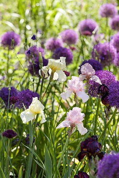 Allium giganteum, Iris x germanica