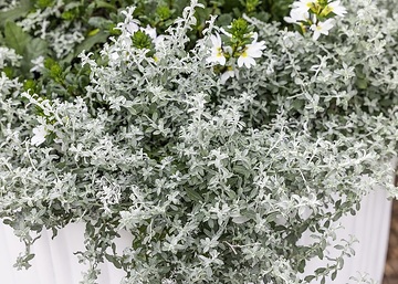 Artemisia (Genus)