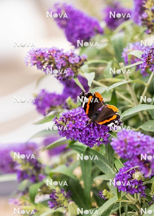 N0118815 Buddleja Butterfly Candy Little Lila with butterfly