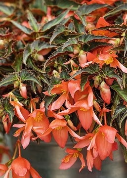begonia (Genus), Kientzler Variety