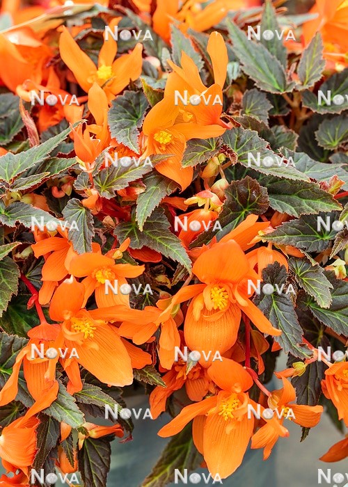 N1927578 Begonia Summerwings ™ Orange