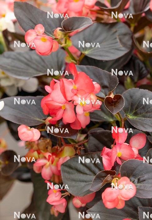 N1927526 Begonia Megawatt ™ Rose Bronze Leaf
