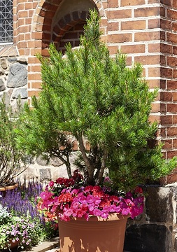 Petunia (Genus), Pinus mugo