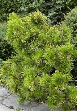 Pinus contorta