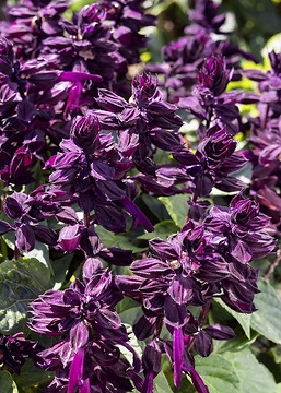 Legutko, Salvia splendens