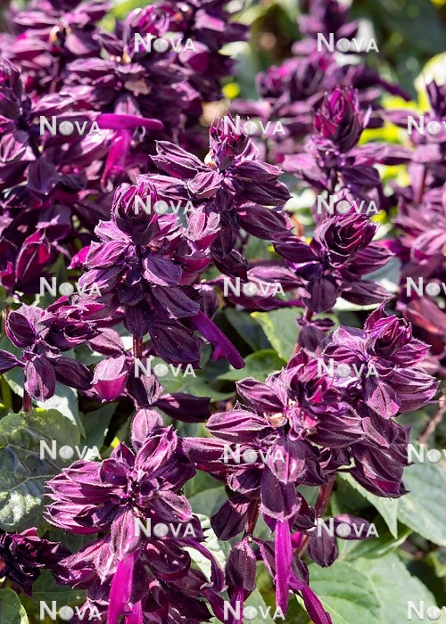 N1528760 Salvia Dwarf Purple