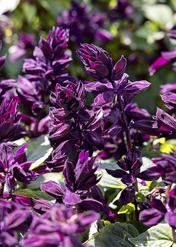 Legutko, Salvia splendens