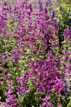 Legutko, Salvia viridis