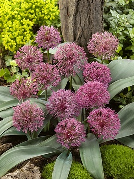Allium nevskianum