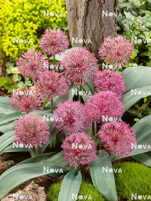 N1927834 Allium nevskianum