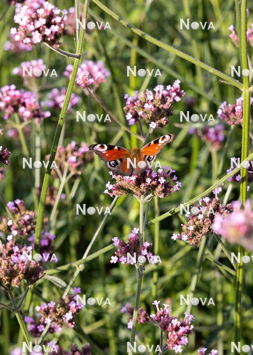 N0933933 Verbena bonariensis mit Schmetterling