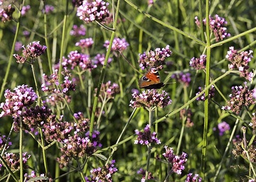 Legutko, Schmetterling, Verbena bonariensis