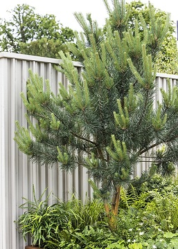 Pinus (Genus), Urbaner Garten