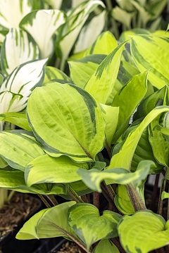 Blattschmuckpflanze, Hosta (Genus)