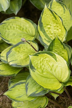 Hosta (Genus), varigated leaves