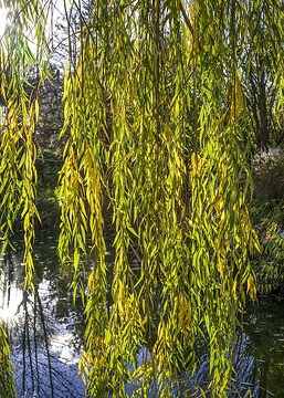 fall foliage, Salix babylonica, Sonnenlicht