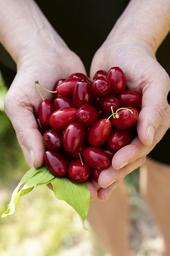 Cornelian Cherry, Hand