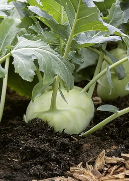 turnip cabbage