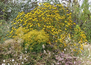 Deschampsia (Genus), Gaura lindheimeri, goldenrod (Genus), Rudbeckia triloba, Sedum (Genus), Stipa tenuissima