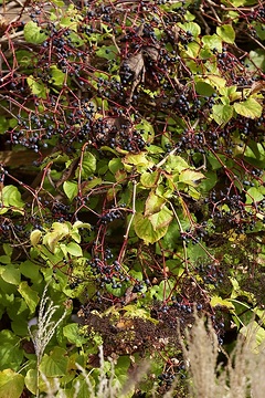 Herbst, Herbstfärbung, Hydrangea anomala subsp. petiolaris, Miscanthus sinensis, Parthenocissus quinquefolia var. quinquefolia