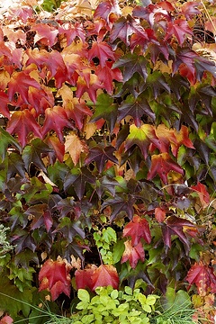 Herbst, Herbstfärbung, Parthenocissus tricuspidata