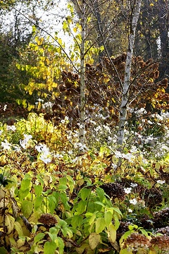 Autumn, Betula pendula, Hydrangea arborescens, Hydrangea paniculata, Japanese anemone