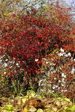 Autumn, Betula pendula, Hydrangea arborescens, Hydrangea paniculata, Japanese anemone, Southern Black Hawk