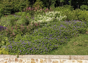Geranium himalayense, Hydrangea paniculata, lady's mantle, Nepeta x faassenii, Rodgersia pinnata, Woodland Sage