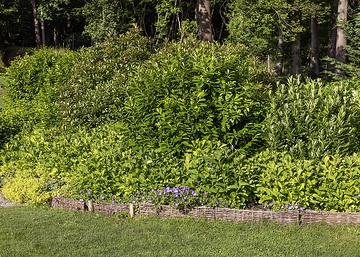 Geranium himalayense, Hydrangea (Genus), lady's mantle, Laurus nobilis
