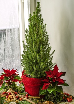 Euphorbia pulcherrima, Picea glauca Conica, Weihnachten, Weihnachtsdekoration