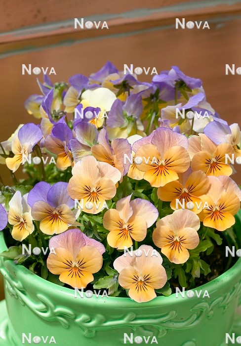N1509989 Viola Sorbet™ Peach Frost in pot