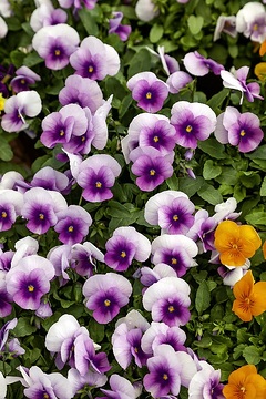 Viola cornuta, Viola Sorbet™ Serie