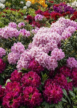 Rhododendron (Genus), Rhododendron yakushimanum