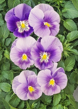 Viola x wittrockiana