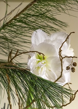 Amaryllis (Genus), Weihnachten, Weihnachtsdekoration