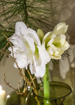 amaryllis (Genus), Christmas decoration, Christmas