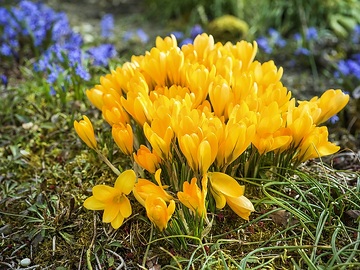 Crocus chrysanthus, Frühlingsblüher