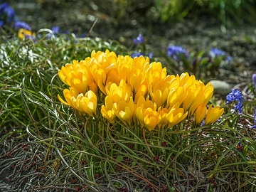 Crocus chrysanthus, Frühlingsblüher