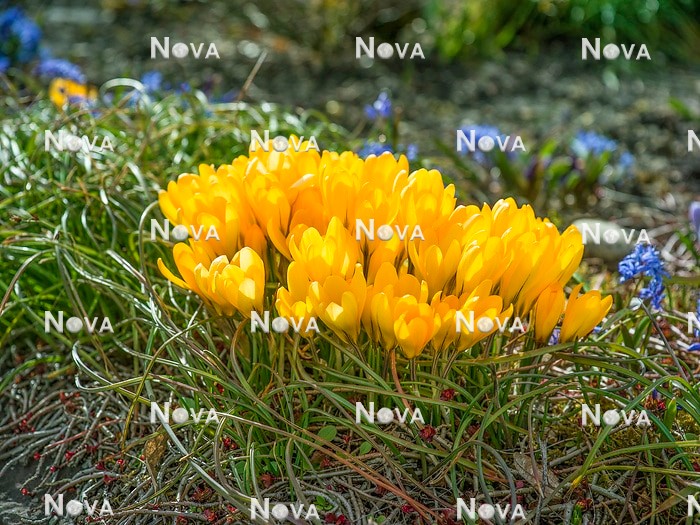 N1928045 Crocus chrysanthus