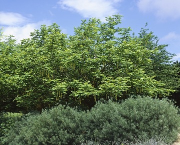 Pterocarya fraxinifolia, Salix elaeagnos Angustifolia