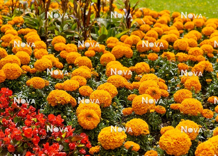 N1529365 Annual mix with Tagetes