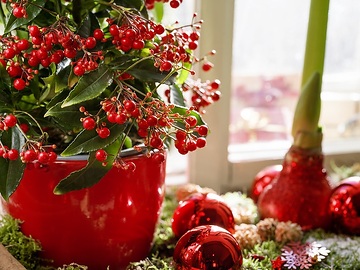 amaryllis (Genus), Christmas decoration, Christmas tree ball, Christmas, Coralberry